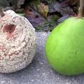 Waarom rotten perenvruchten aan een boom en wat te doen, maatregelen om de ziekte te bestrijden