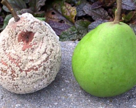 Waarom rotten perenvruchten aan een boom en wat te doen, maatregelen om de ziekte te bestrijden