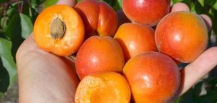 De beste soorten abrikozen voor de regio Moskou en hun beschrijving, welke bomen moeten worden geplant