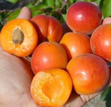 Jenis aprikot terbaik untuk wilayah Moscow dan keterangannya, pokok mana yang hendak ditanam