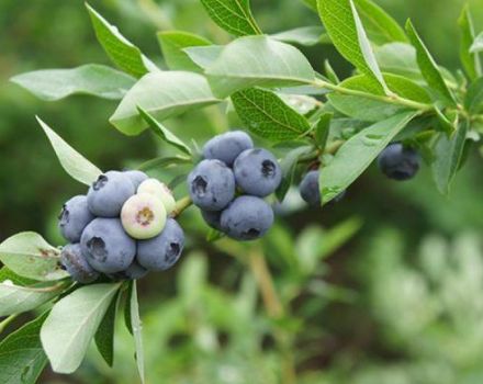 Beskrivning och egenskaper hos blåbärsorten Spartan, planterings- och vårdregler