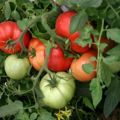 Cách trồng và phát triển cà chua không cần tưới nước