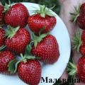 Description and characteristics of the Malvina strawberry variety, planting, growing and care