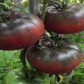 Opis a charakteristika odrody paradajok Black Baron