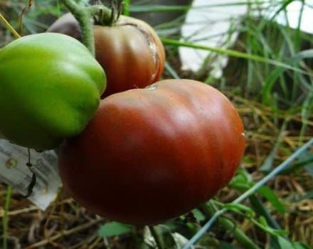 Beskrivning av tomatsorten Lilac Lake, funktioner för odling och recensioner av trädgårdsmästare