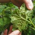 How to deal with aphids on raspberries during fruiting, how to process