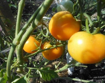 Beskrivning av variationen av tomat noll, dess egenskaper och utbyte