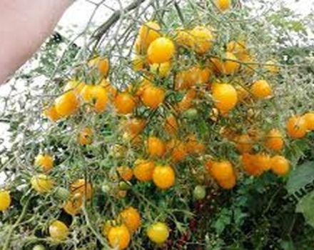 Egenskaper och beskrivning av Ildi-tomatsorten