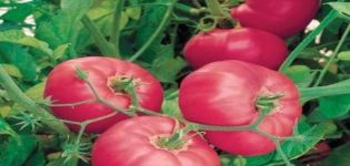 Opis odrody paradajok Sovietsky a jeho vlastnosti