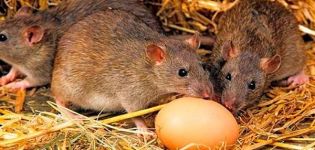 Hur och vad man ska ta itu med råttor i ett kycklingsko, de bästa sätten och kampmetoderna