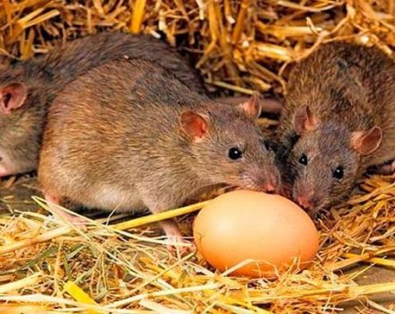 Hur och vad man ska ta itu med råttor i ett kycklingsko, de bästa sätten och metoder för kamp