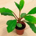 Popis 7 nejlepších typů indoor milkweed, reprodukce a péče
