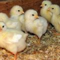 Comment faire pousser des poulets de chair à la maison, entretien et soins