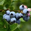 50 bästa sorter av trädgårdsblåbär med beskrivningar och egenskaper