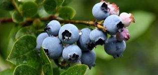 Cele mai bune 50 de soiuri de afine de grădină cu descrieri și caracteristici