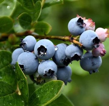 50 jenis blueberry kebun terbaik dengan penerangan dan ciri