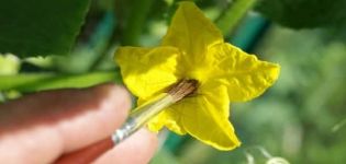 Hur man manuellt pollinerar gurkor hemma och är det nödvändigt