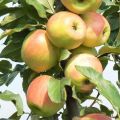 Obuolių veislės Zarya Alatau charakteristikos ir aprašymas, auginimo regionai ir vaisių skonis