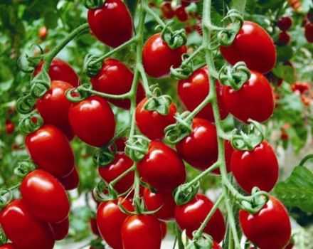 Ķiršu tomātu šķirnes Zemenes raksturojums un apraksts, tās raža