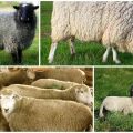 Description et caractéristiques de la race ovine Kuibyshev, règles d'entretien