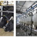 Hoe het vetgehalte en de melkgift van een koe thuis te verhogen, hoe te voeren
