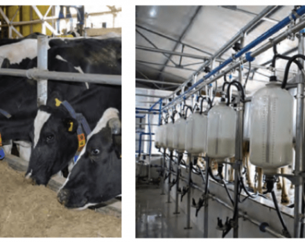 Hvordan man øger fedtindholdet og mælkeudbyttet hos en ko derhjemme, hvordan man foder