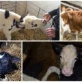 Vad man ska göra om en kalv har snot och vilka orsaker, behandling och förebyggande
