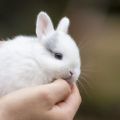 Normes per a la cura i el manteniment dels conills nans a casa