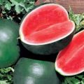 Beskrivelse af vandmelonsorten Ogonyok, dens dyrkning i åben jord og i et drivhus, modning