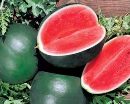Beskrivning av vattenmelonsorten Ogonyok, dess odling i det öppna fältet och i växthuset, mogna termer