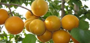 Description de la variété d'abricot Ulyanikhinsky, caractéristiques de rendement et culture