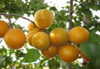 Description of the Ulyanikhinsky apricot variety, yield characteristics and cultivation