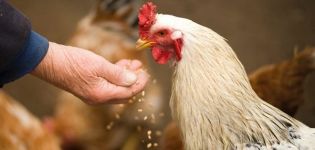 Est-il possible de donner de l'avoine aux poulets, les règles de germination et comment l'introduire dans l'alimentation