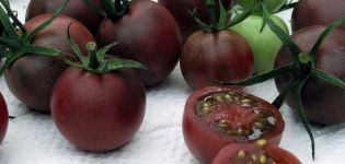 Pomidorų veislės savybės ir apibūdinimas
