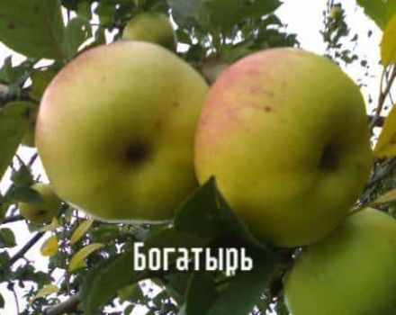 Beskrivning av Bogatyrsky äpplesorten, fördelar och nackdelar, odling i regionerna