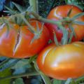 ¿Por qué los tomates pueden romperse en un invernadero cuando están maduros?