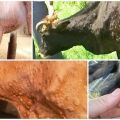 Cowpox symptom och diagnos, behandling av nötkreatur och förebyggande