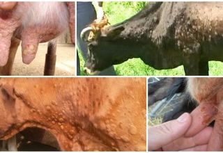 Príznaky a diagnostika kiahní oviec, liečba a prevencia hovädzieho dobytka