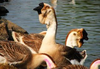 Description and characteristics of African geese, breeding rules