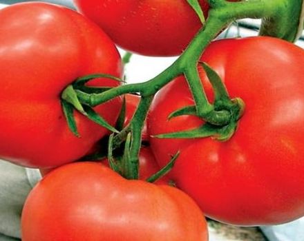 Descripción del tomate Kohava y características de la variedad.
