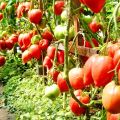 Kenmerken en beschrijving van de tomatenvariëteit Miracle of the earth, de opbrengst en de teelt