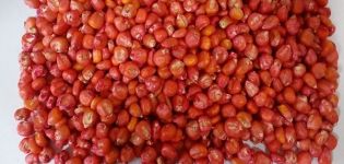 Οι καλύτερες ποικιλίες σπόρων καλαμποκιού, πώς να τα συλλέξετε και να τα αποθηκεύσετε σωστά