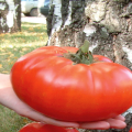 Descrizione e caratteristiche della varietà di pomodori taglia russa