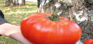 Rusijos dydžio pomidorų veislės aprašymas ir savybės