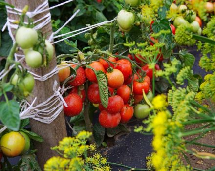 Egenskaber og beskrivelse af Dubrava-tomatsorten, dens udbytte