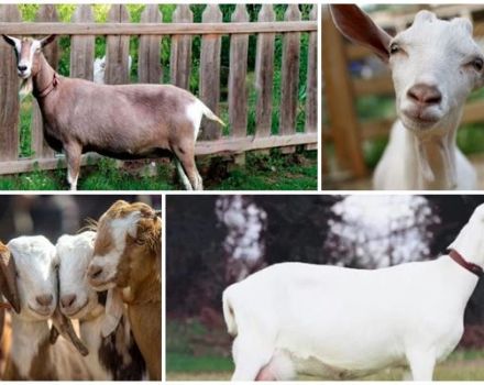 ¿Cuántos años viven las cabras y dan leche en casa, cómo extender el período?
