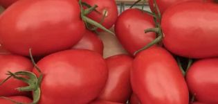 Descripción de la variedad de tomate Ustinya, características de cultivo y rendimiento.