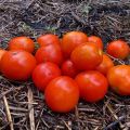 Descrizione della varietà di pomodoro Amur bole, le sue caratteristiche e le caratteristiche di cura