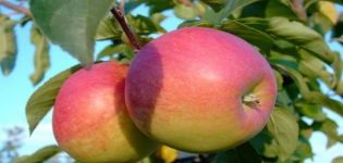 Descripción de las variedades de manzana Pamyat Syubarova y regiones de cultivo recomendadas.