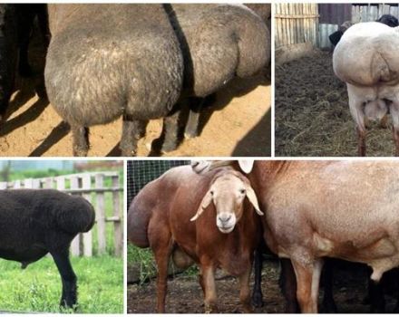 Descripción de los carneros de cola gruesa y cómo aparecieron, las 5 principales razas y sus características.